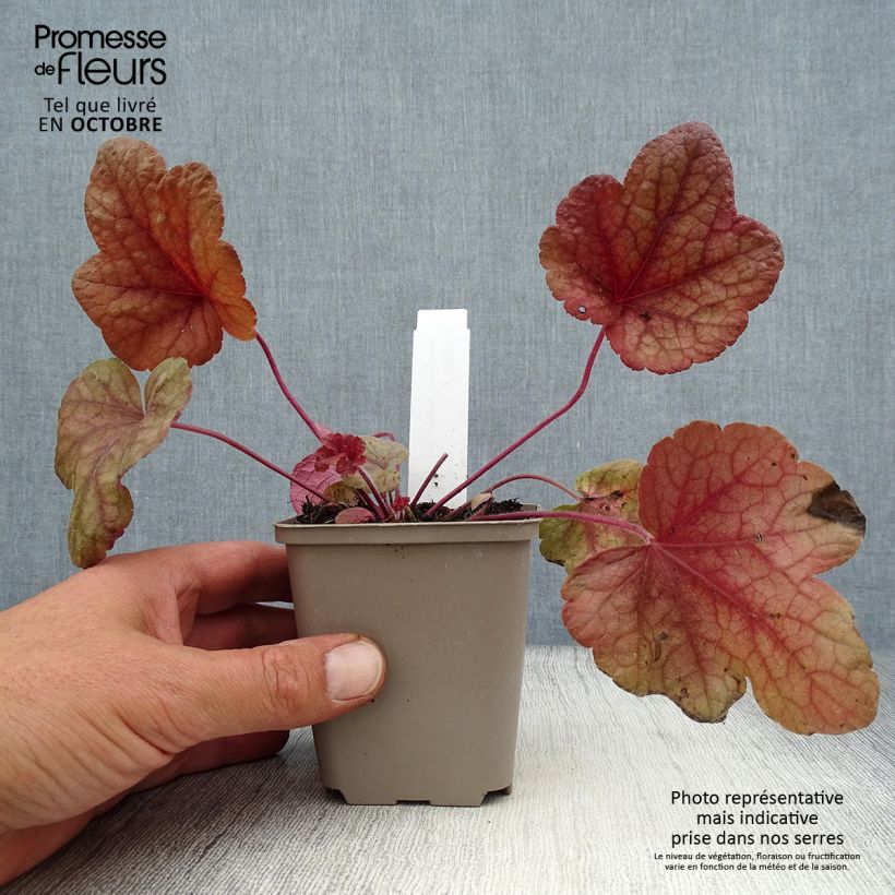 Spécimen de Heucherella Buttered Rum Godet de 8/9 cm tel que livré en automne