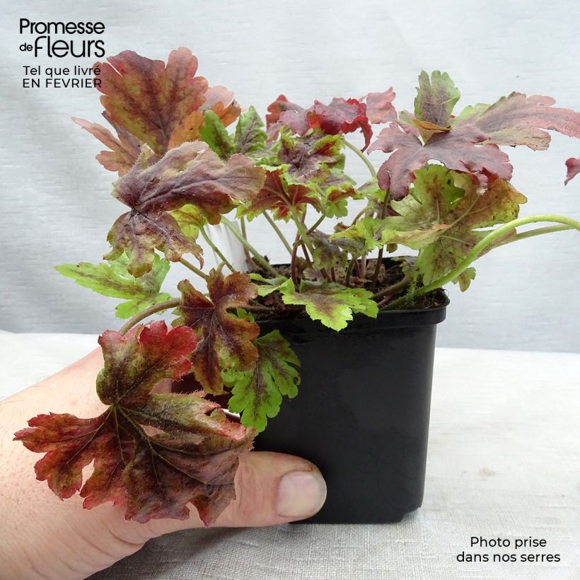 Spécimen de Heucherella Golden Zebra Godet de 8/9 cm tel que livré en hiver