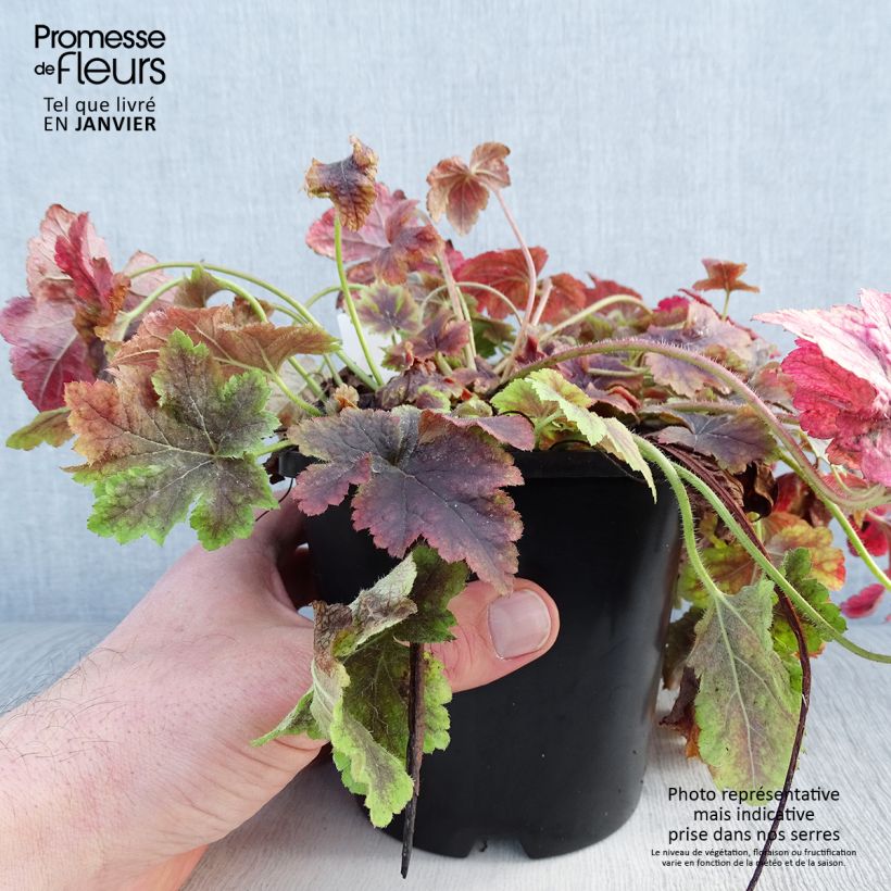 Spécimen de Heucherella Golden Zebra Pot de 1,5L/2L tel que livré en hiver