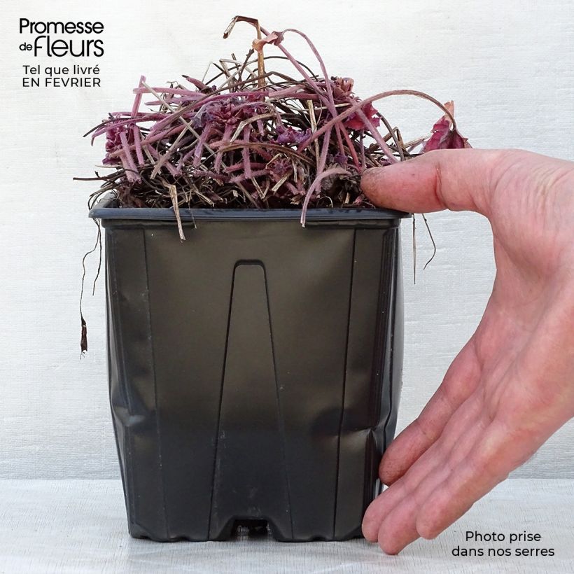 Spécimen de Heucherella Honey Rose Pot de 2L/3L tel que livré en hiver
