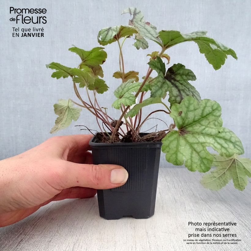 Spécimen de Heucherella Kimono Godet de 8/9 cm tel que livré en hiver