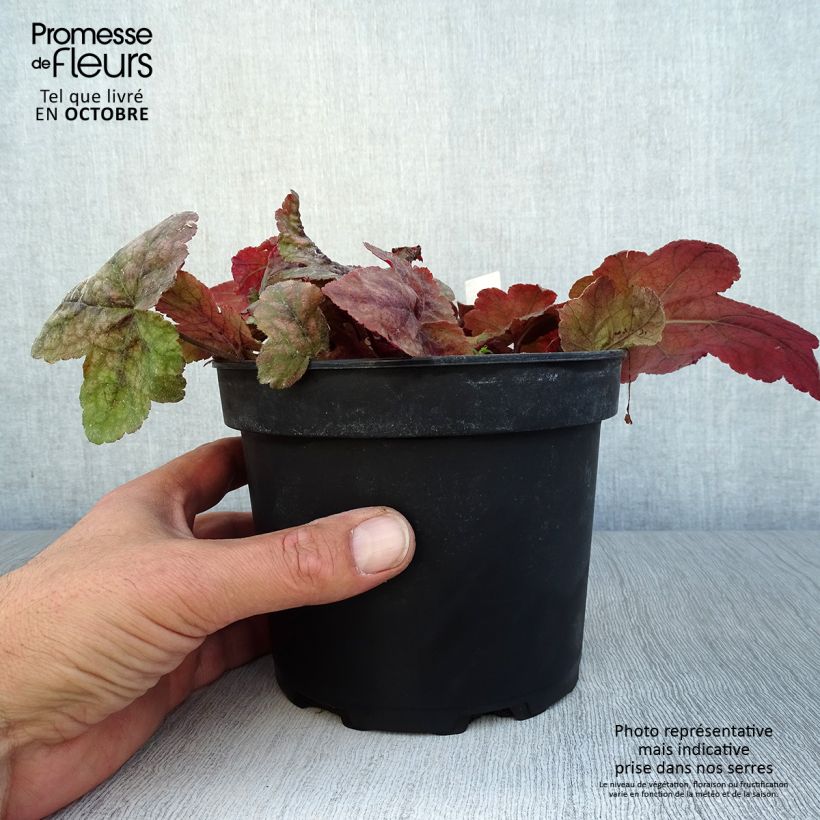 Spécimen de Heucherella Redstone Fall Pot de 2L/3L tel que livré en automne