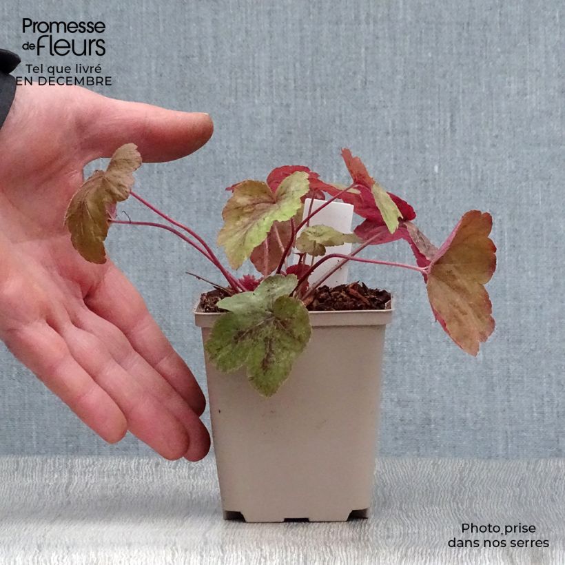 Spécimen de Heucherella Redstone Fall Godet de 8/9 cm tel que livré en hiver