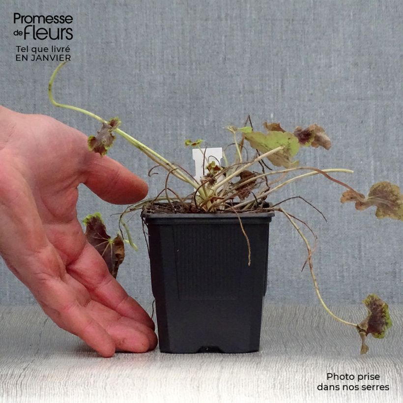 Spécimen de Heucherella Solar Eclipse Godet de 8/9 cm tel que livré en hiver