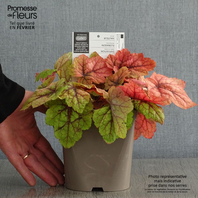 Spécimen de Heucherella Stoplight Pot de 2L/3L tel que livré en hiver