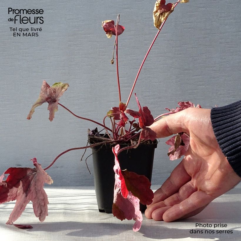 Spécimen de Heucherella Sweet Tea Godet de 8/9 cm tel que livré au printemps