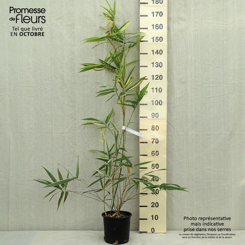 Spécimen de Hibanobambusa tranquillans Shiroshima - Petit bambou Pot de 4L/5L tel que livré en automne