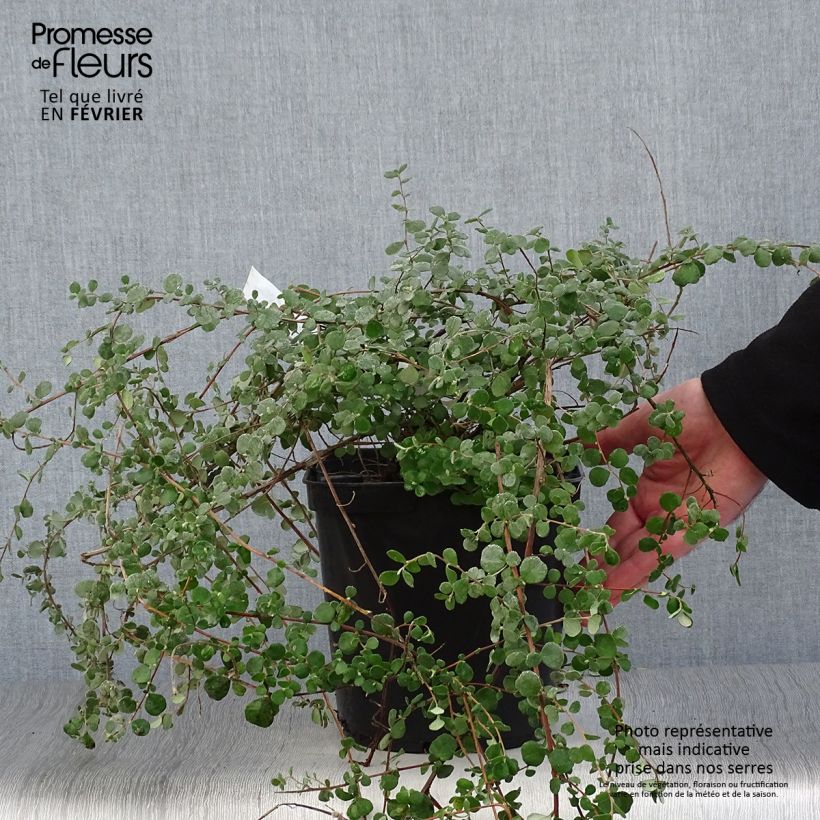 Spécimen de Hibbertia aspera - Fleur de Guinée Pot de 4L/5L tel que livré en hiver