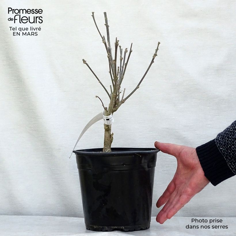 Spécimen de Hibiscus French Cabaret Purple - Althéa double violette Pot de 3L/4L tel que livré en hiver