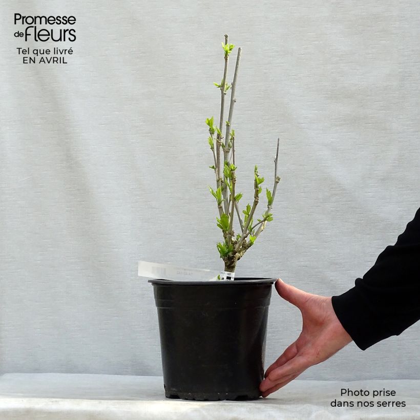 Spécimen de Hibiscus French Cabaret Purple - Althéa double violette Pot de 3L/4L tel que livré au printemps