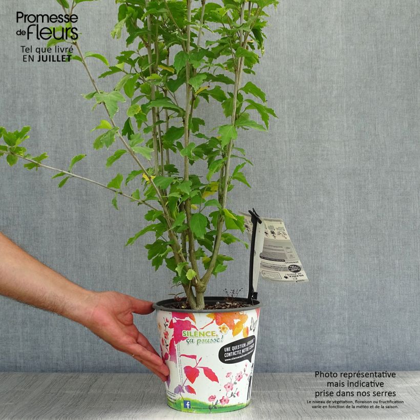 Spécimen de Hibiscus French Cabaret Red - Althéa double rouge foncé Pot de 3L/4L tel que livré en été