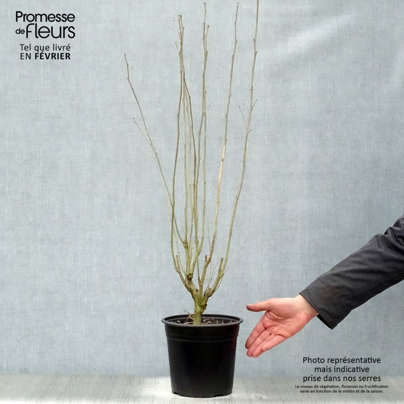 Spécimen de Hibiscus French Cabaret Red - Althéa double rouge foncé Pot de 3L/4L tel que livré en hiver