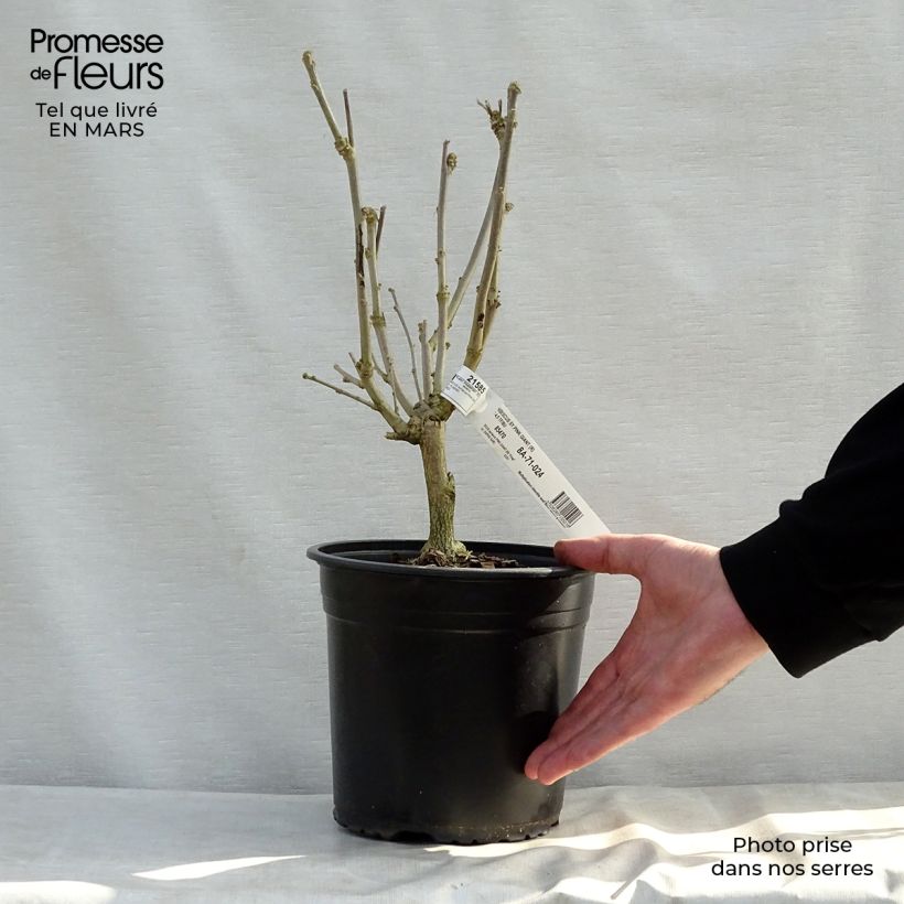 Hibiscus syriacus Pink Giant - Rose of Sharon 4L/5L pot sample as delivered in spring