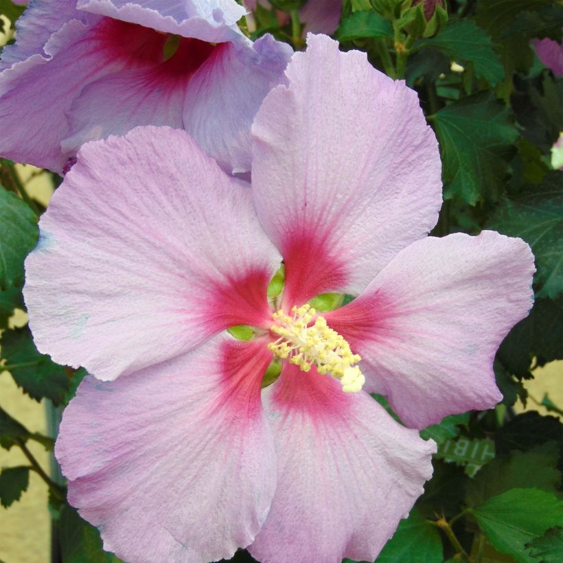 Hibiscus Rose Moon - Althéa rose à coeur rouge (Floraison)