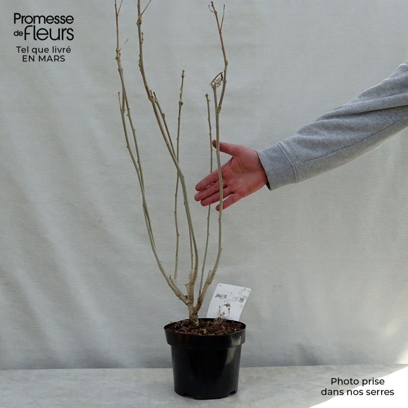 Hibiscus Rose Moon - Ibisco Vaso da 3L/4L esemplare consegnato in primavera