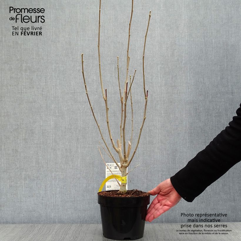 Spécimen de Hibiscus Rose Moon - Althéa rose à coeur rouge Pot de 3L/4L tel que livré en hiver