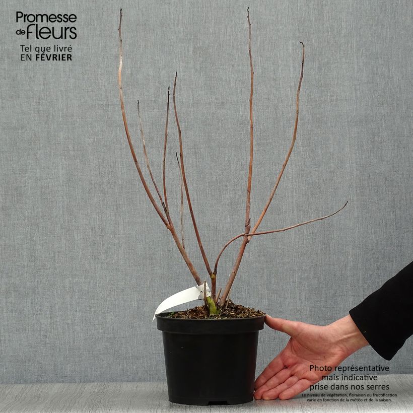 Spécimen de Hibiscus coccineus - Ketmie écarlate - Étoile du Texas. Pot de 4L/5L tel que livré en hiver