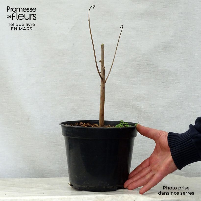 Spécimen de Hibiscus coccineus - Ketmie écarlate - Étoile du Texas. Pot de 4L/5L tel que livré au printemps