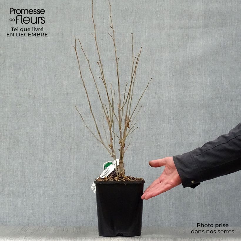 Spécimen de Hibiscus syriacus French Cabaret Pastel - Althéa blanc rose double Pot de 3L/4L tel que livré en hiver