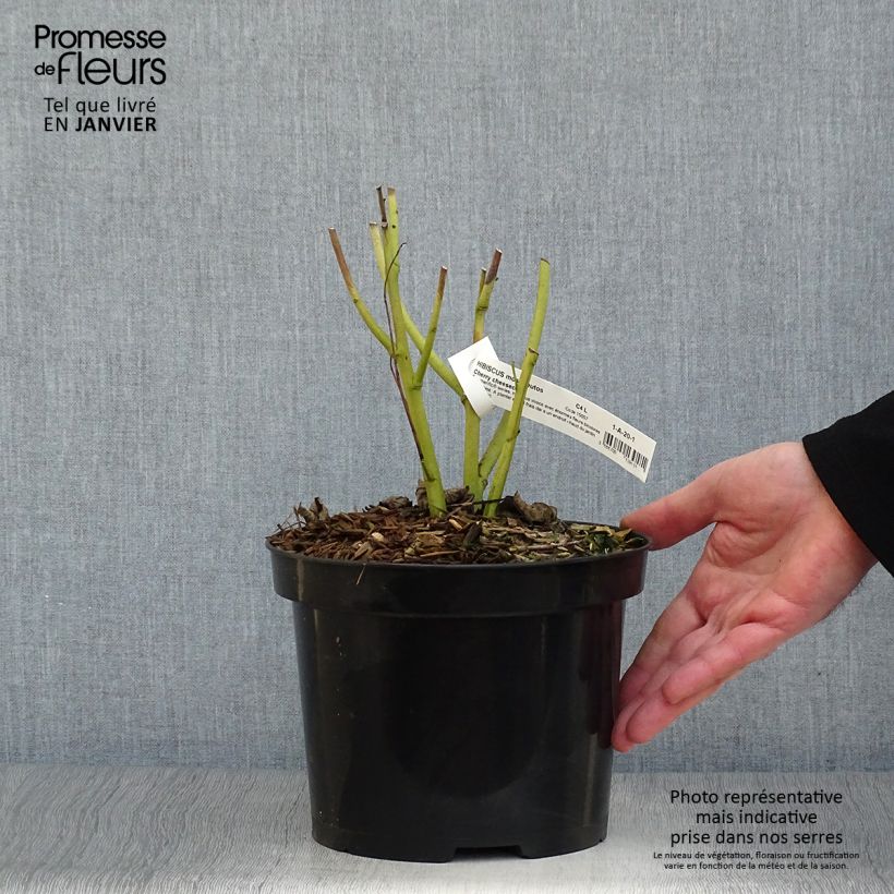 Spécimen de Hibiscus moscheutos Cherry Cheesecake - Hibiscus des marais Pot de 3L/4L tel que livré en hiver