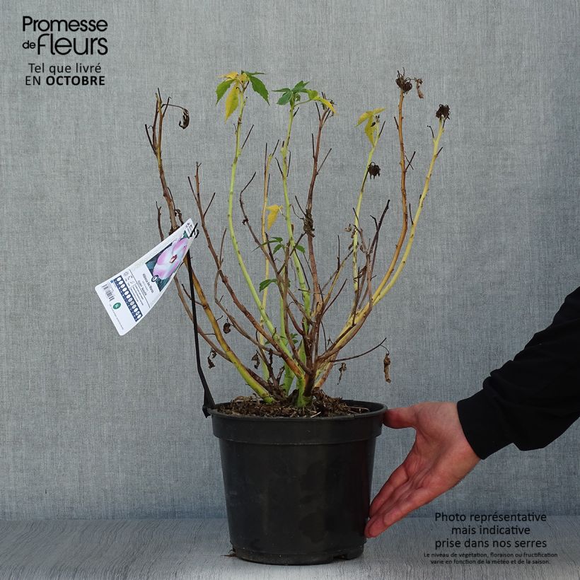 Spécimen de Hibiscus moscheutos Fujin - Hibiscus des marais nain Pot de 4L/5L tel que livré en automne