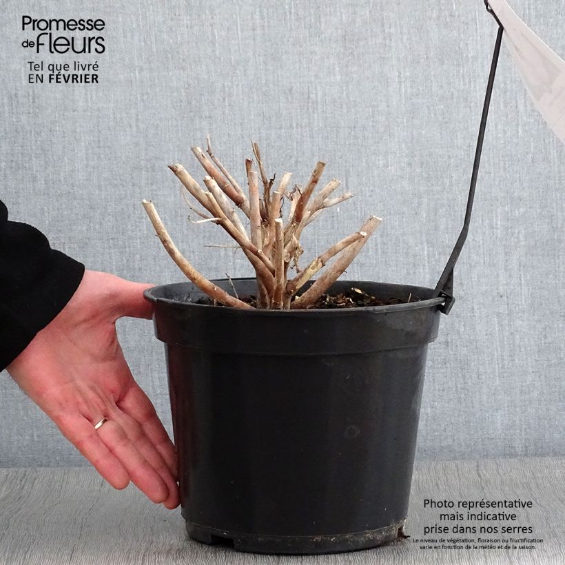 Spécimen de Hibiscus moscheutos Fujin - Hibiscus des marais nain Pot de 4L/5L tel que livré en hiver