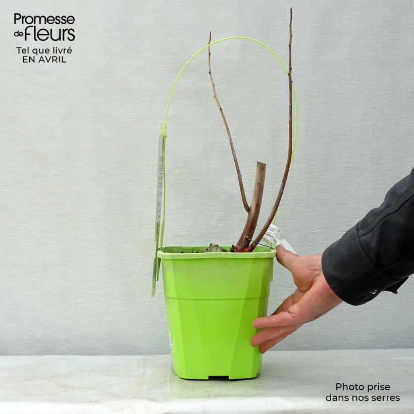 Spécimen de Hibiscus moscheutos Joli Coeur - Hibiscus des marais Pot de 3L/4L tel que livré au printemps