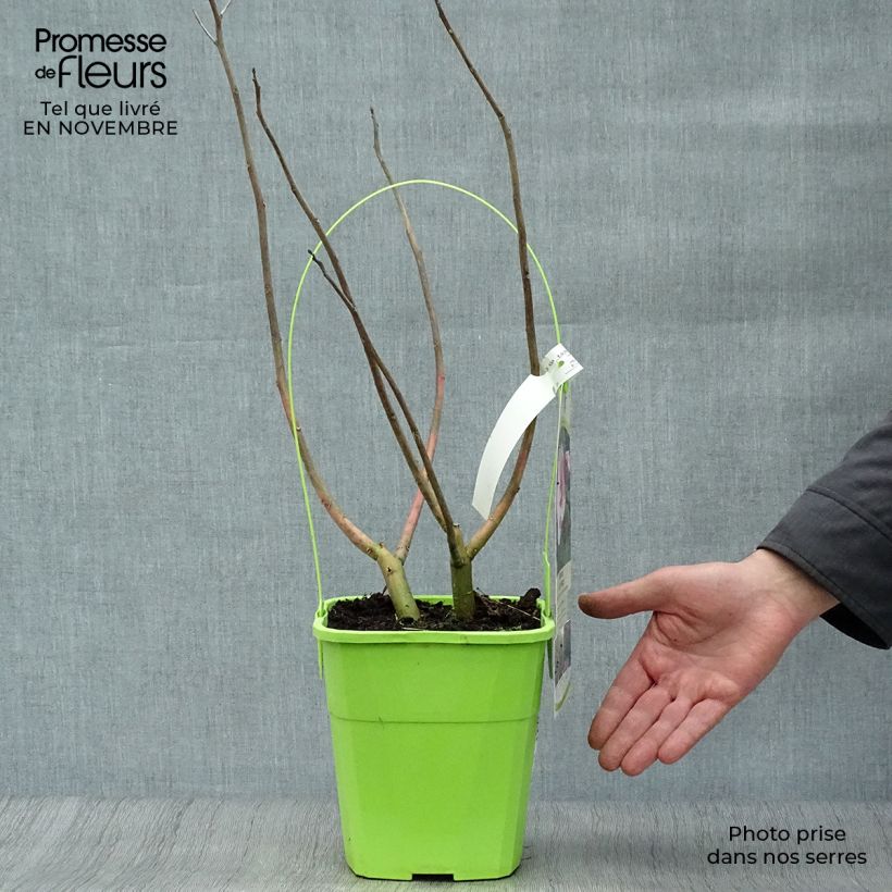 Spécimen de Hibiscus moscheutos Joli Coeur - Hibiscus des marais Pot de 3L/4L tel que livré en automne