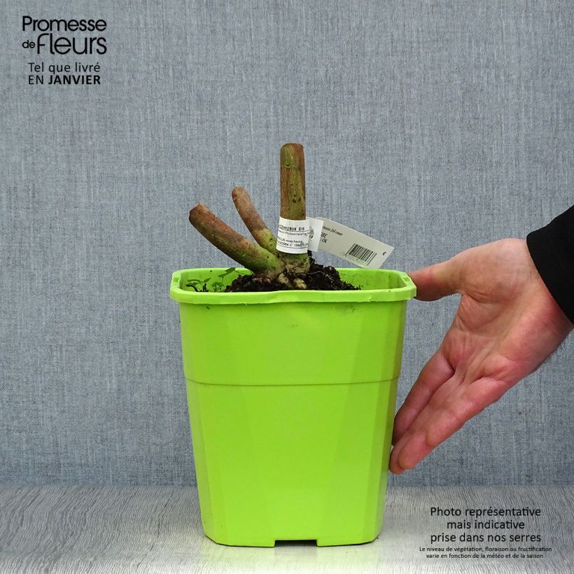 Spécimen de Hibiscus moscheutos Joli Coeur - Hibiscus des marais Pot de 3L/4L tel que livré en hiver