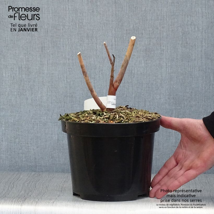 Spécimen de Hibiscus moscheutos Midnight Marvel - Hibiscus des marais Pot de 3L/4L tel que livré en hiver