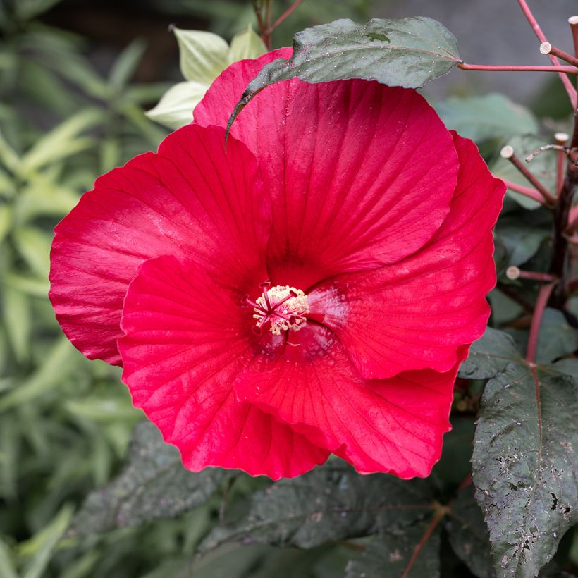 Hibiscus moscheutos Midnight Marvel - Hibiscus des marais (Floraison)