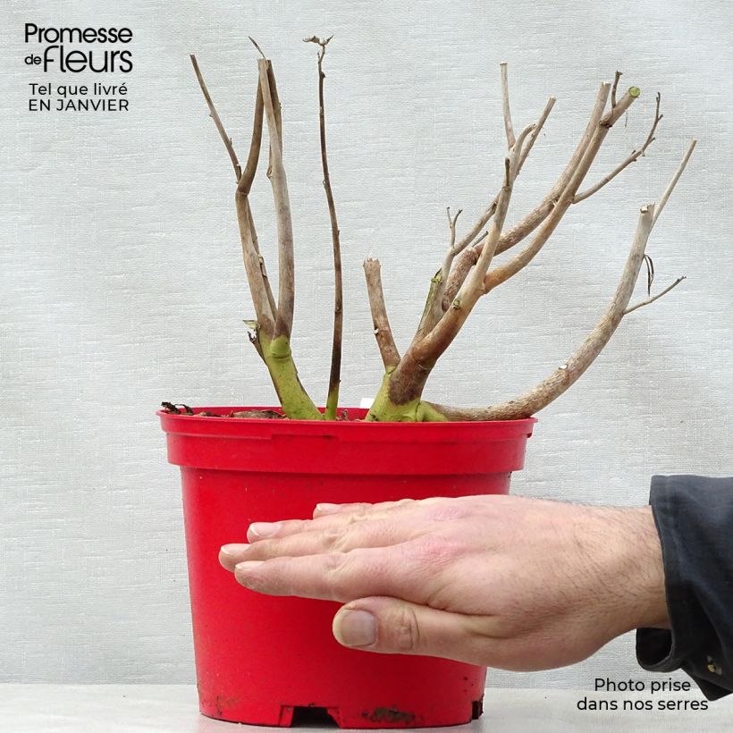 Spécimen de Hibiscus moscheutos PLANET Griotte - Hibiscus des marais Pot de 3L/4L tel que livré en hiver