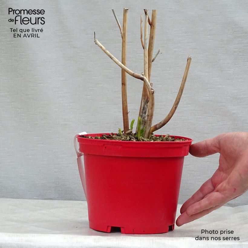 Spécimen de Hibiscus moscheutos PLANET Griotte - Hibiscus des marais Pot de 3L/4L tel que livré au printemps