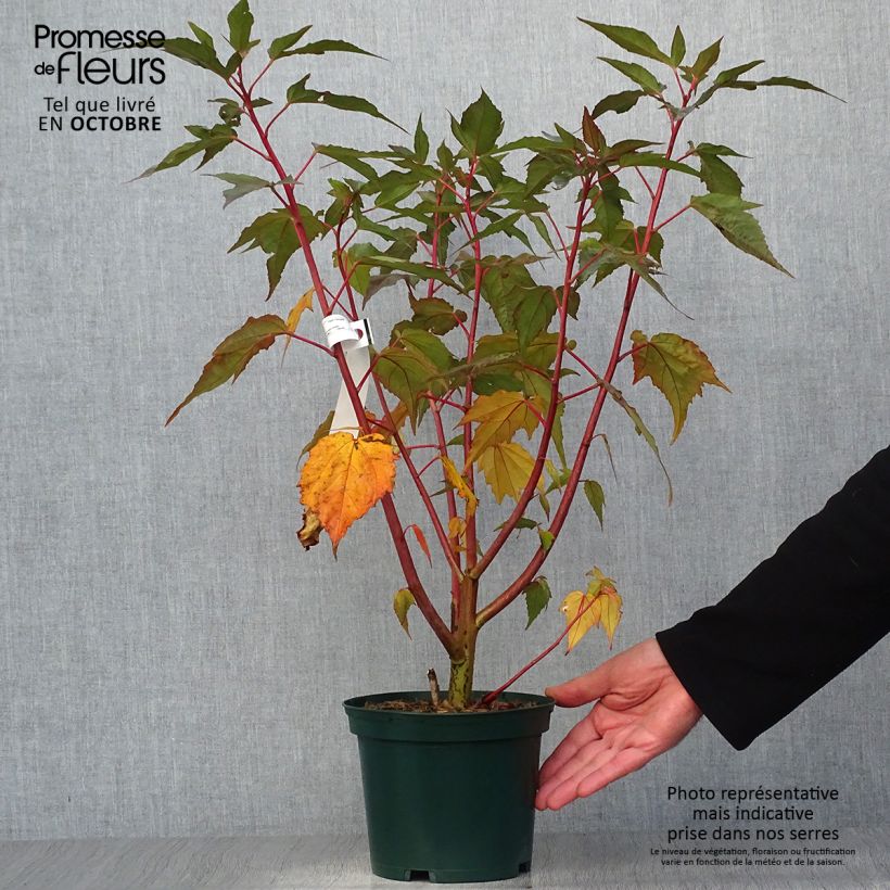 Spécimen de Hibiscus moscheutos PLANET Griotte - Hibiscus des marais Pot de 3L/4L tel que livré en automne