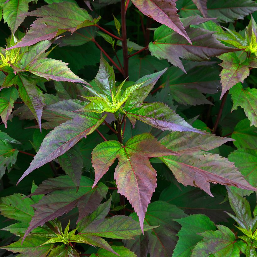 Hibiscus moscheutos PLANET Griotte - Hibiscus des marais (Feuillage)