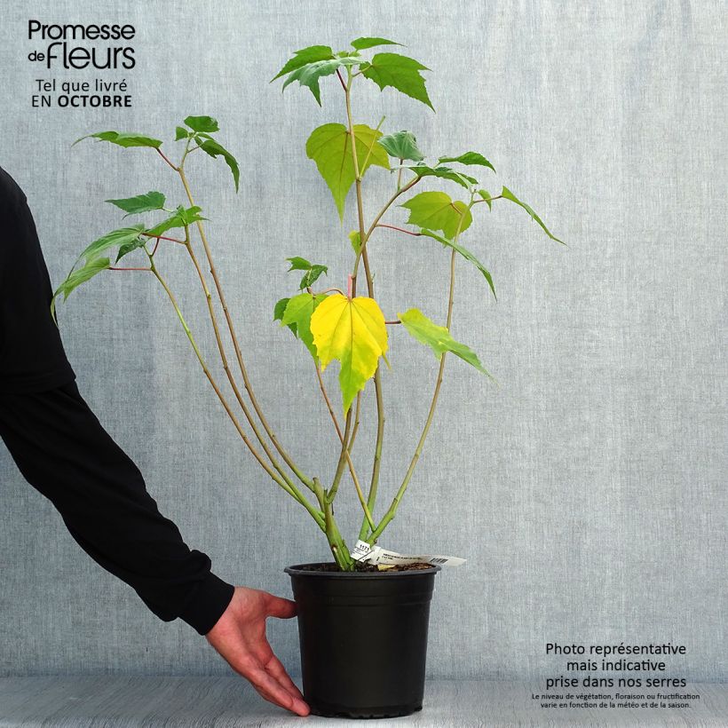 Spécimen de Hibiscus moscheutos PLANET Solène - Hibiscus des marais Pot de 3L/4L tel que livré en automne