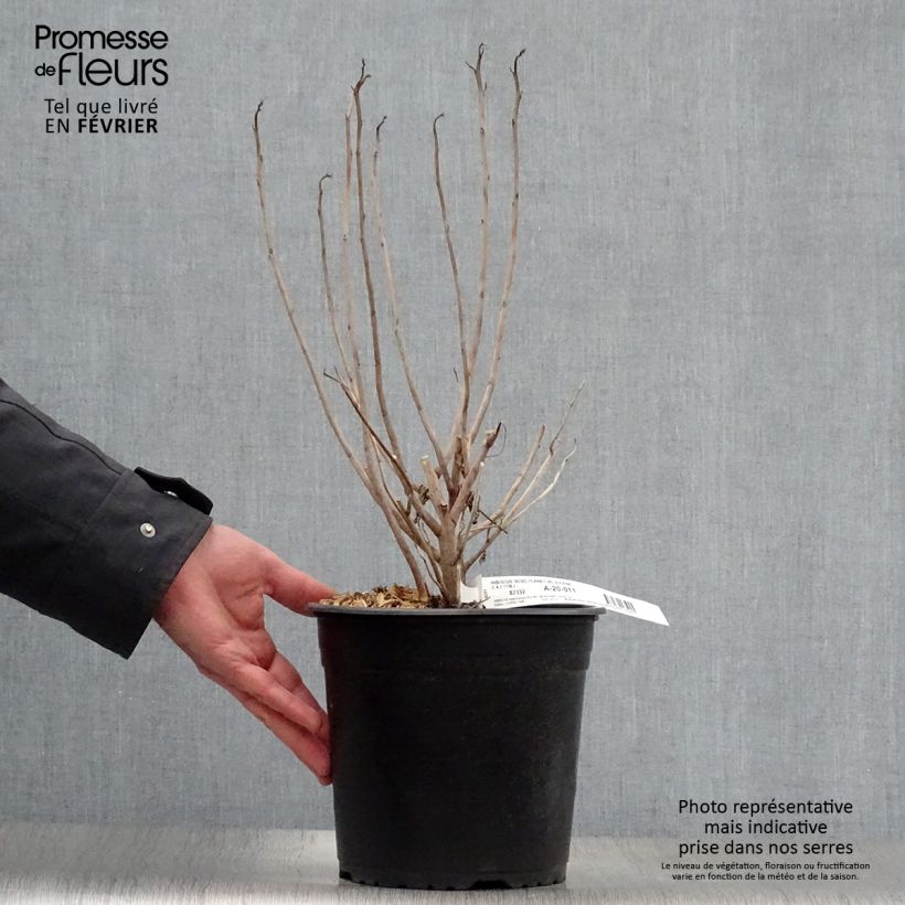 Spécimen de Hibiscus moscheutos PLANET Solène - Hibiscus des marais Pot de 3L/4L tel que livré en hiver