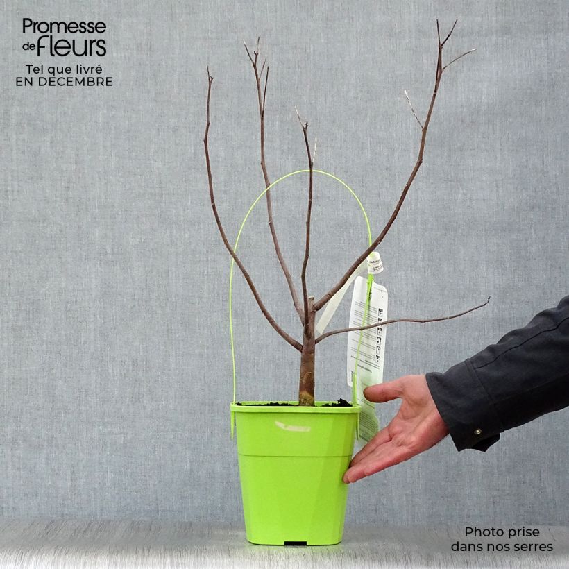 Spécimen de Hibiscus moscheutos Pink Candy - Hibiscus des marais Pot de 3L/4L tel que livré en hiver