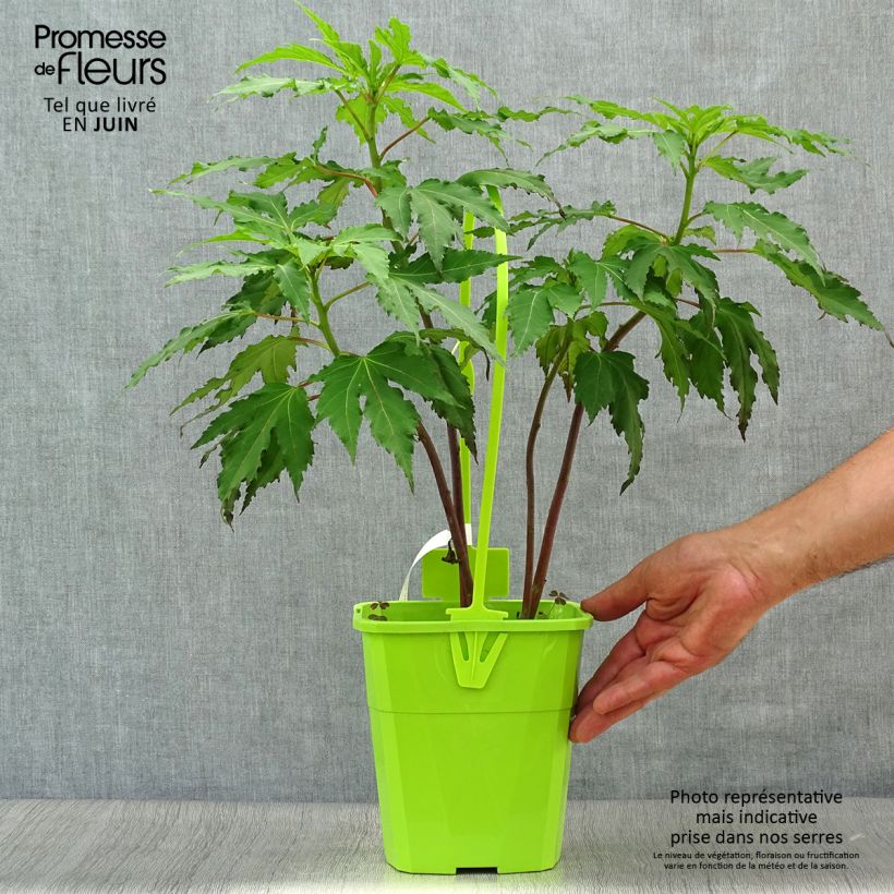 Spécimen de Hibiscus moscheutos Pink Candy - Hibiscus des marais Pot de 3L/4L tel que livré en été