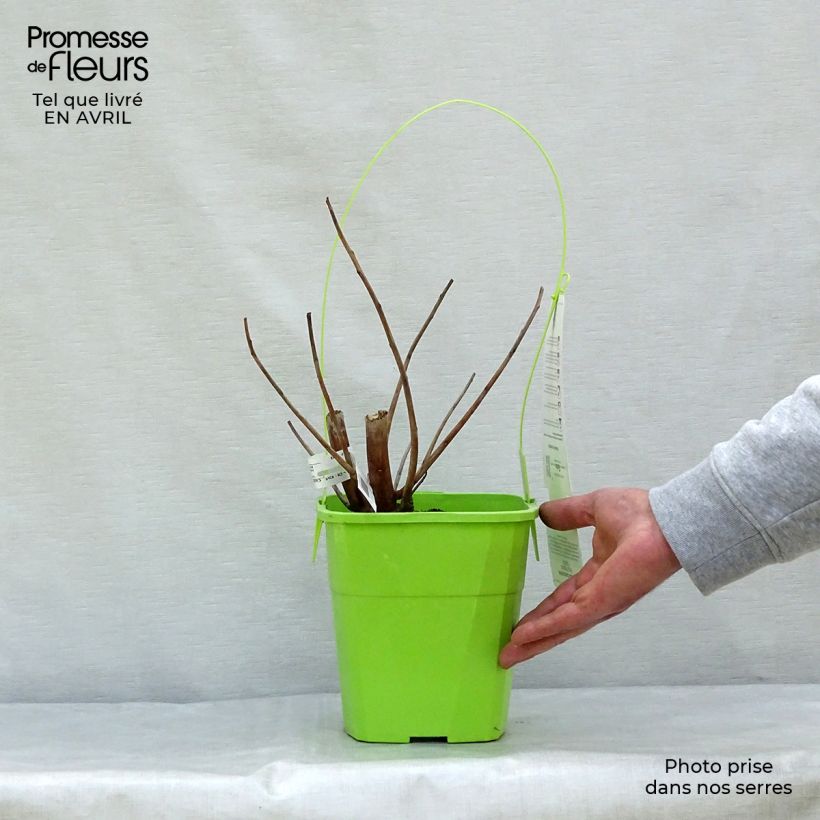 Amostra de Hibisco-dos-pântanos Pink Passion - Hibiscus moscheutos Vaso de 3 L/4 L tal como entregue na primavera