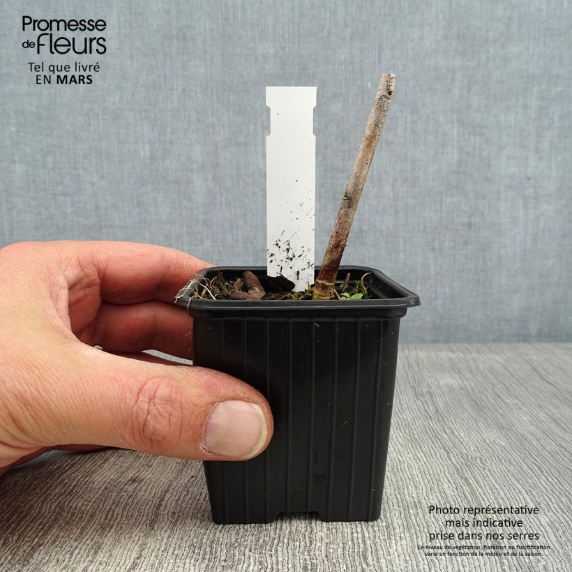 Spécimen de Hibiscus moscheutos Pink Passion - Hibiscus des marais Godet de 8/9 cm tel que livré en hiver