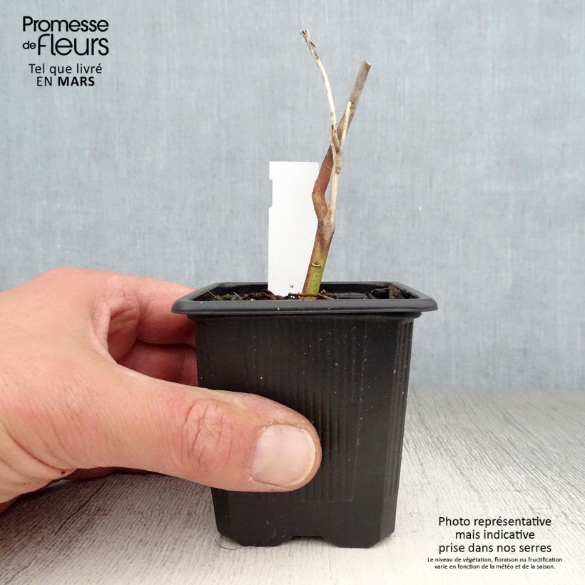 Amostra de Hibisco-dos-pântanos Pink Passion - Hibiscus moscheutos Vaso de 8/9 cm tal como entregue na primavera