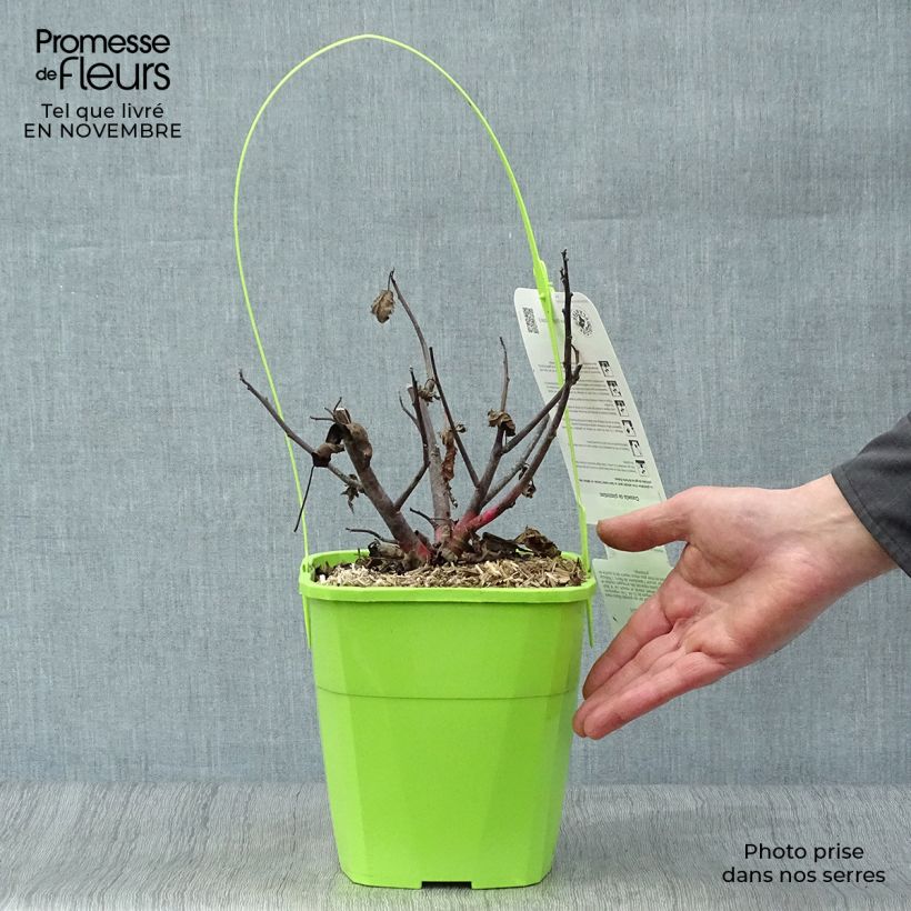 Spécimen de Hibiscus moscheutos Pink Passion - Hibiscus des marais Pot de 3L/4L tel que livré en automne