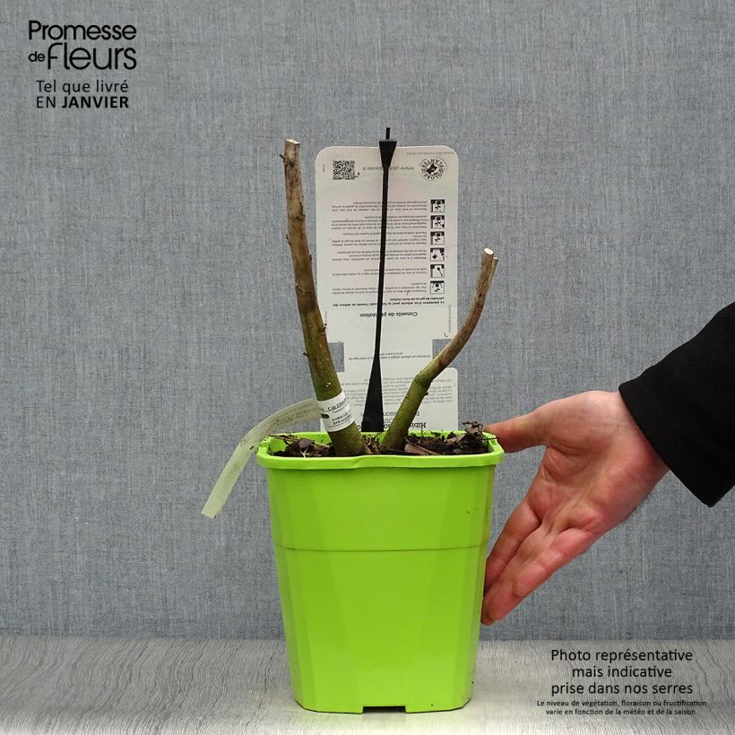 Spécimen de Hibiscus moscheutos Pink Passion - Hibiscus des marais Pot de 3L/4L tel que livré en hiver