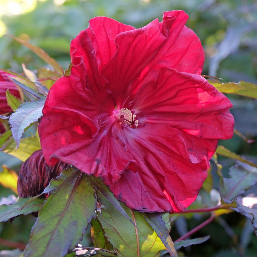 Hibiscus moscheutos Red Wine - Hibiscus des marais (Floraison)