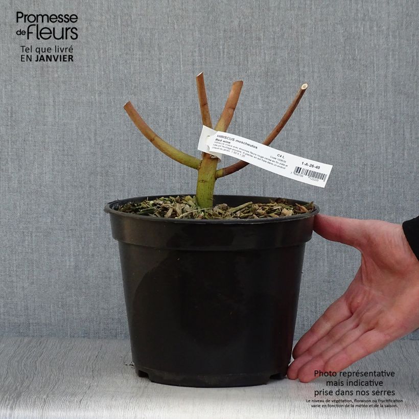 Spécimen de Hibiscus moscheutos Red Wine - Hibiscus des marais Pot de 4L/5L tel que livré en hiver