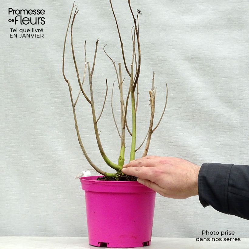 Spécimen de Hibiscus moscheutos Rose - Hibiscus des marais Pot de 2L/3L tel que livré en hiver