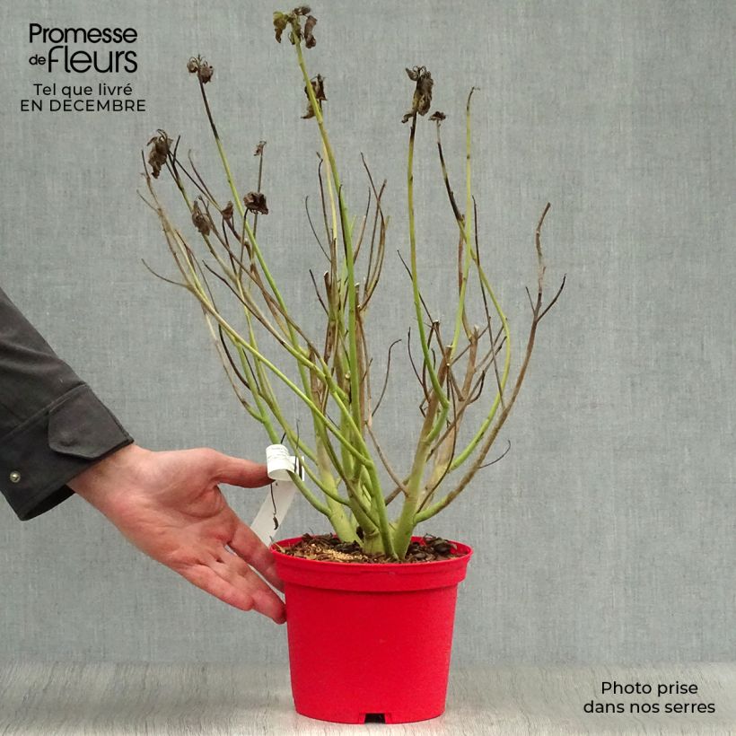 Spécimen de Hibiscus moscheutos Rouge Pot de 2L/3L tel que livré en hiver