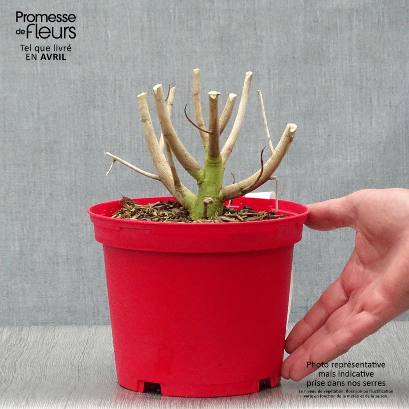 Amostra de Hibisco-dos-pântanos Vermelho - Hibiscus moscheutos Vaso de 2 L/3 L tal como entregue na primavera