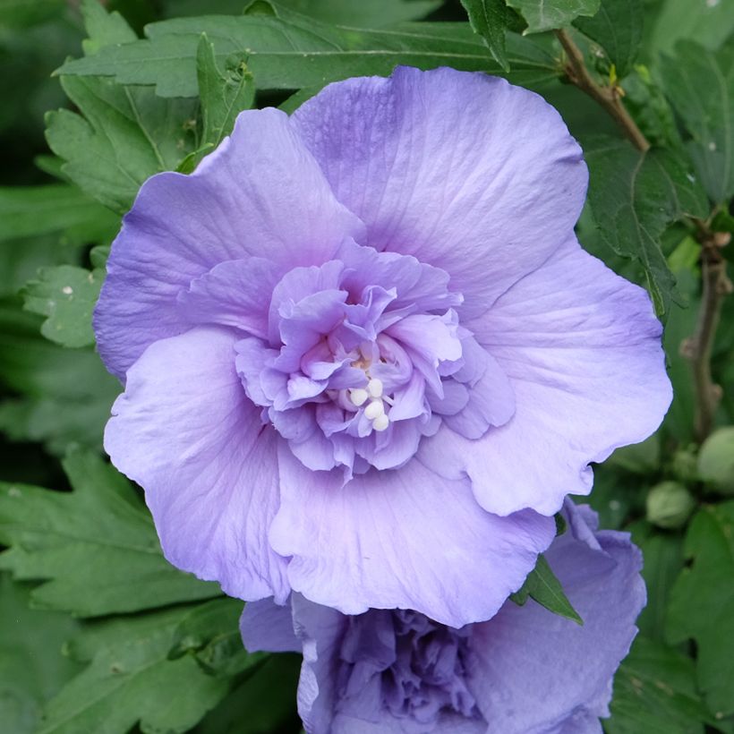 Hibiscus syriacus Blue Chiffon - Althea bleu double (Floraison)